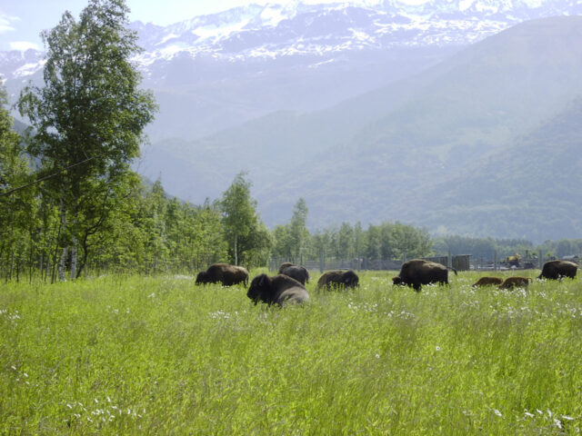 La ferme des bisons de l'Oisans