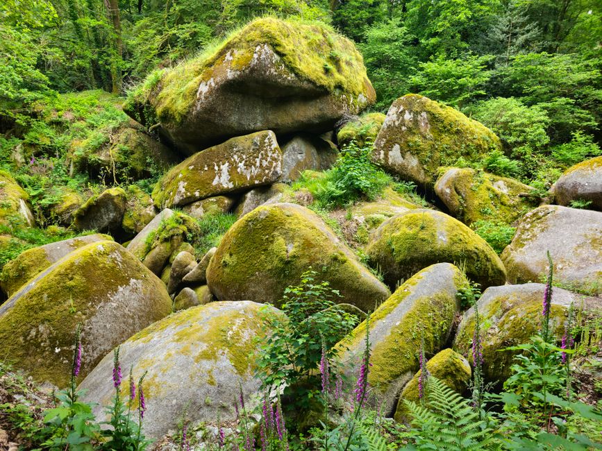 Forêt de Brocéliande en Bretagne
